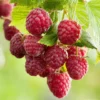 Rubus idaeus ´TwoTimer Sugana'®- framboos