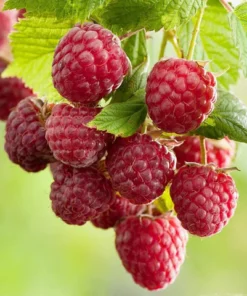 Rubus idaeus ´TwoTimer Sugana'®- framboos