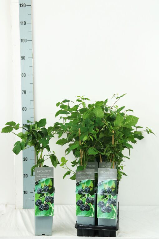 Rubus 'Chester Thornless' - Braam - Afbeelding 2