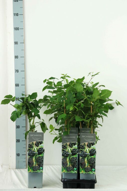 Rubus 'Thornfree' - Braam - Afbeelding 2