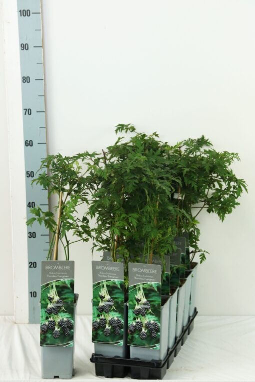 Rubus 'Thornless Evergreen' - Braam - Afbeelding 2
