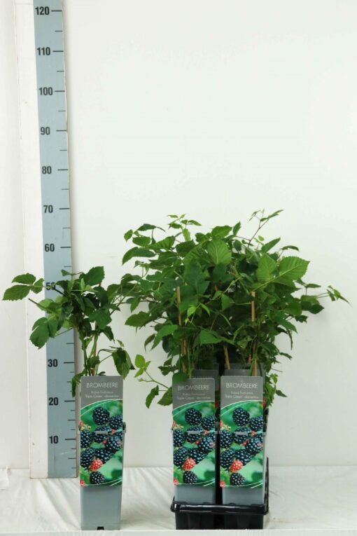 Rubus ‘Triple Crown’ - Braam - Afbeelding 2