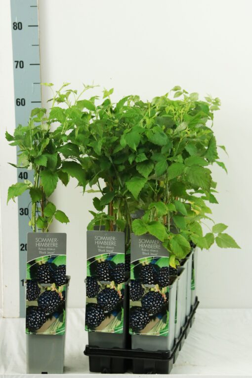 Rubus idaeus 'Black Jewel'- framboos - Afbeelding 2