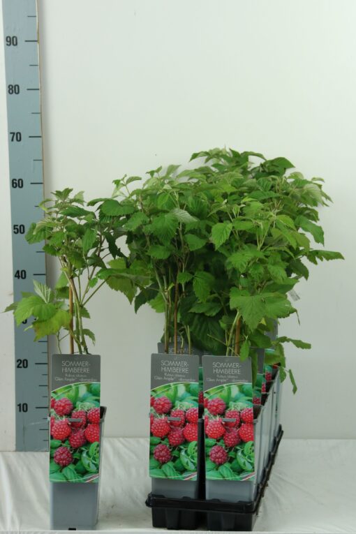 Rubus idaeus 'Glen Ample'- framboos - Afbeelding 2