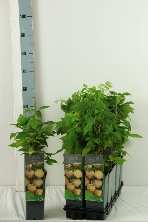 Rubus idaeus 'Golden Everest' - framboos - Afbeelding 2