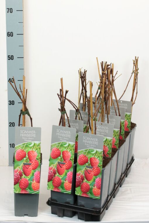 Rubus idaeus ´Meeker´®- framboos - Afbeelding 2