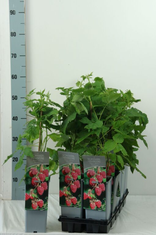 Rubus idaeus 'Tulameen'- framboos - Afbeelding 2