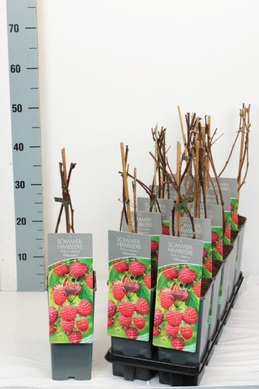 Rubus idaeus ´Willamette'- framboos - Afbeelding 2