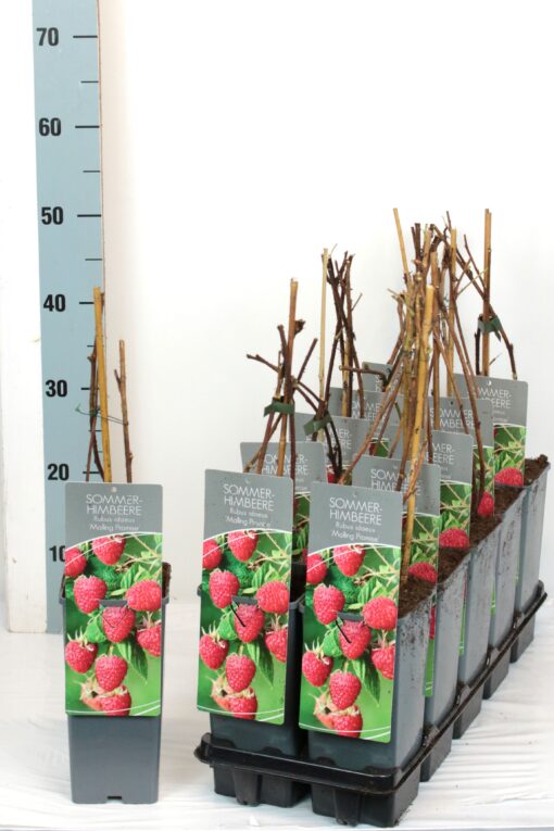 Rubus idaeus 'Malling Promise'- framboos - Afbeelding 2