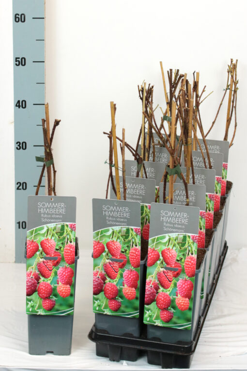 Rubus idaeus ´Schönemann´- framboos - Afbeelding 2