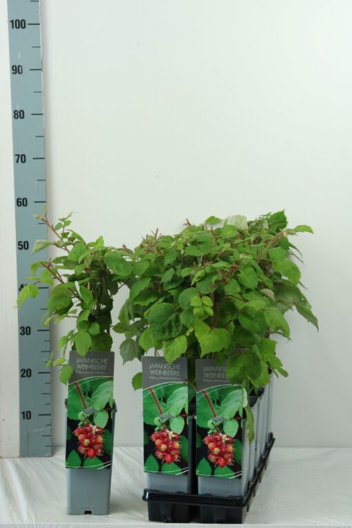 Rubus Phoenicolasius - Japanse wijnbes - Afbeelding 2
