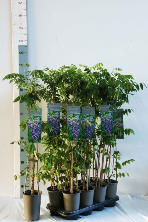 Wisteria 'Longwood Purple' - Afbeelding 2