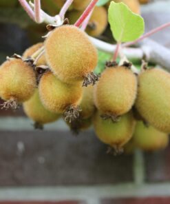 Actinidia deliciosa 'Boskoop'
