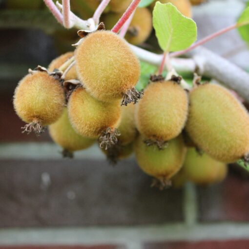 Actinidia deliciosa 'Boskoop'