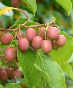 Actinidia arguta 'Weiki'