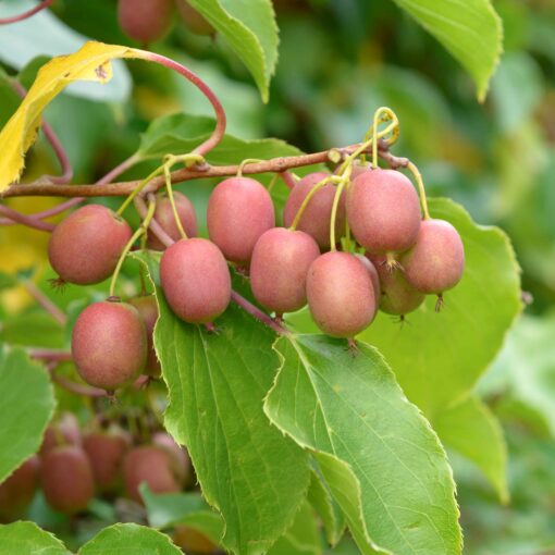 Actinidia arguta 'Weiki'