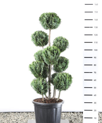 Chamaecyparis lawsoniana 'White Spot' - Californische Cipres multibol