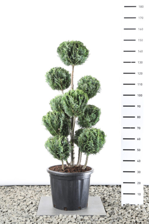 Chamaecyparis lawsoniana 'White Spot' - Californische Cipres multibol