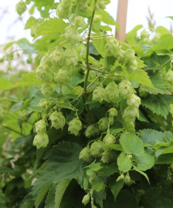 Humulus lupulus - Hop
