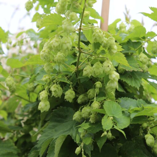 Humulus lupulus - Hop