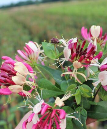Lonicera Heckrotti - Struikkamperfoelie