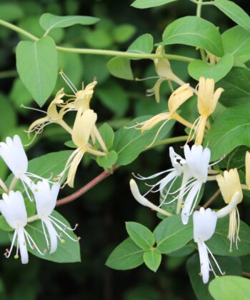 Lonicera jap. 'Halliana' - kamperfoelie