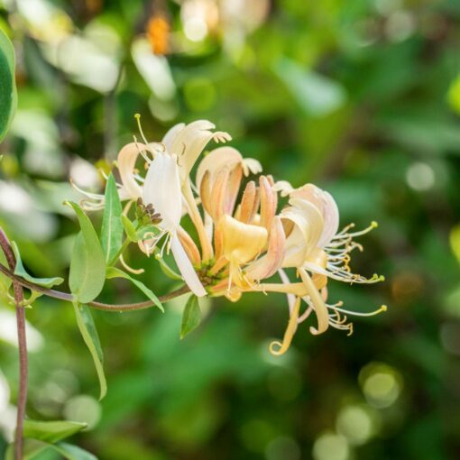 Lonicera Periclymenum- Struikkamperfoelie