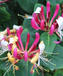 Lonicera Periclymenum 'Serotina'- Struikkamperfoelie