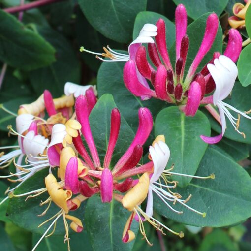 Lonicera Periclymenum 'Serotina'- Struikkamperfoelie