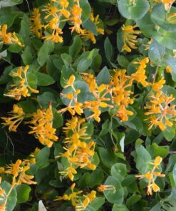 Lonicera Tellmanniana - Struikkamperfoelie