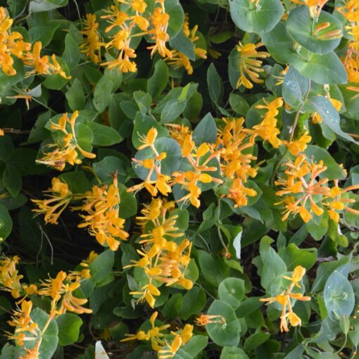 Lonicera Tellmanniana - Struikkamperfoelie