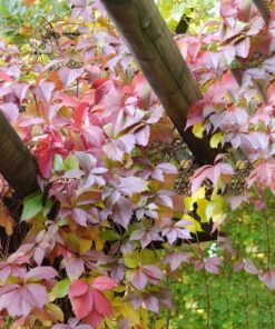 Parthenocissus Quinquefolia- Wilde Wingerd