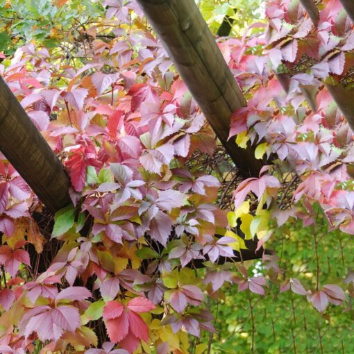 Parthenocissus Quinquefolia- Wilde Wingerd