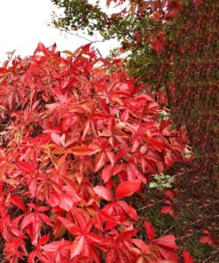 Parthenocissus 'Engelmannii' - Wilde Wingerd
