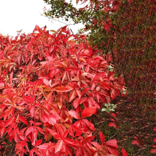 Parthenocissus 'Engelmannii' - Wilde Wingerd