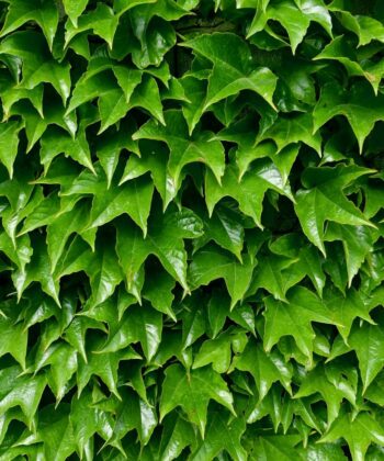 Parthenocissus 'Green  Spring' - Wilde Wingerd