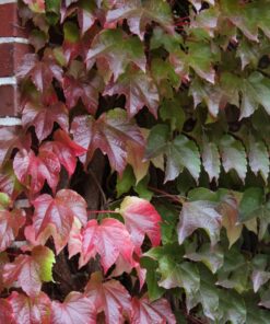 Parthenocissus tr. 'Veitchii'- Wilde Wingerd