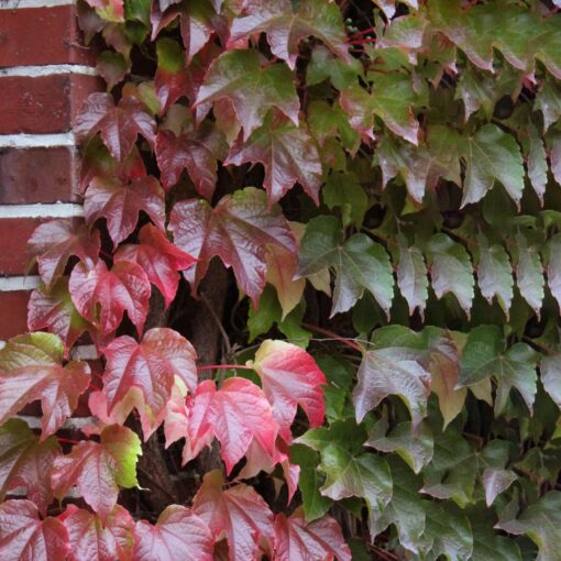 Parthenocissus tr. 'Veitchii'- Wilde Wingerd