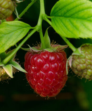 Rubus idaeus 'Autumn first - framboos