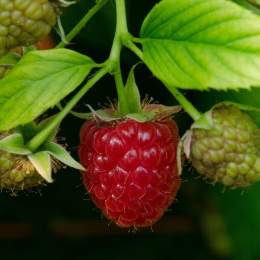 Rubus idaeus 'Autumn first - framboos