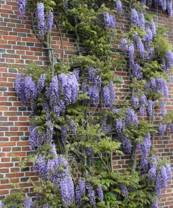 Wisteria japonica 'floribunda' - Blauwe regen