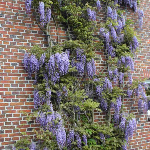 Wisteria japonica 'floribunda' - Blauwe regen