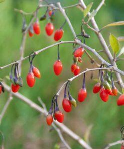 Lycium Barbarum - Gojibes