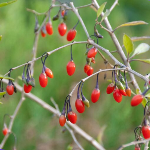 Lycium Barbarum - Gojibes