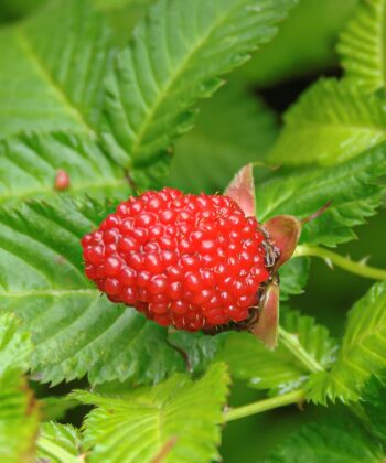 Rubus idaeus ´Asterix'- aardbeiframboos