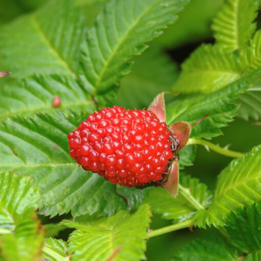 Rubus illecebrosus - Aardbeiframboos