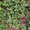 Parthenocissus 'Henryana' - Wilde Wingerd