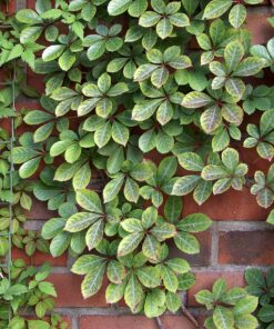 Parthenocissus 'Henryana' - Wilde Wingerd