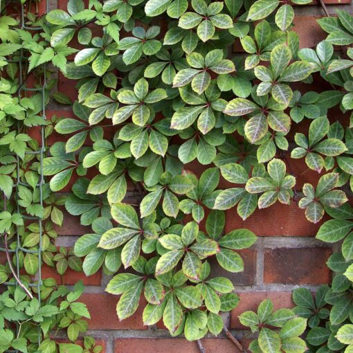 Parthenocissus 'Henryana' - Wilde Wingerd