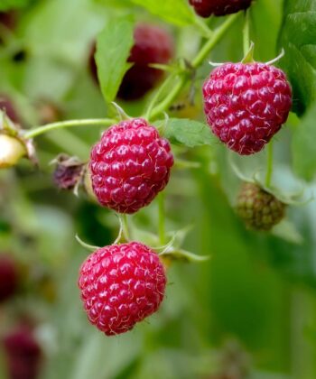 Rubus idaeus 'Autumn Belle - framboos
